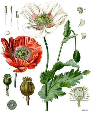 20250813-Papaver_somniferum