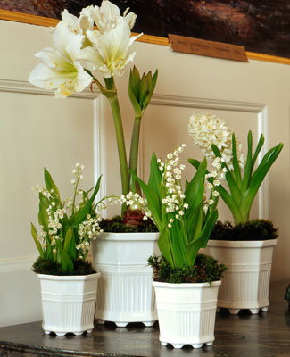 20231128-Julblommor_Lars-En
